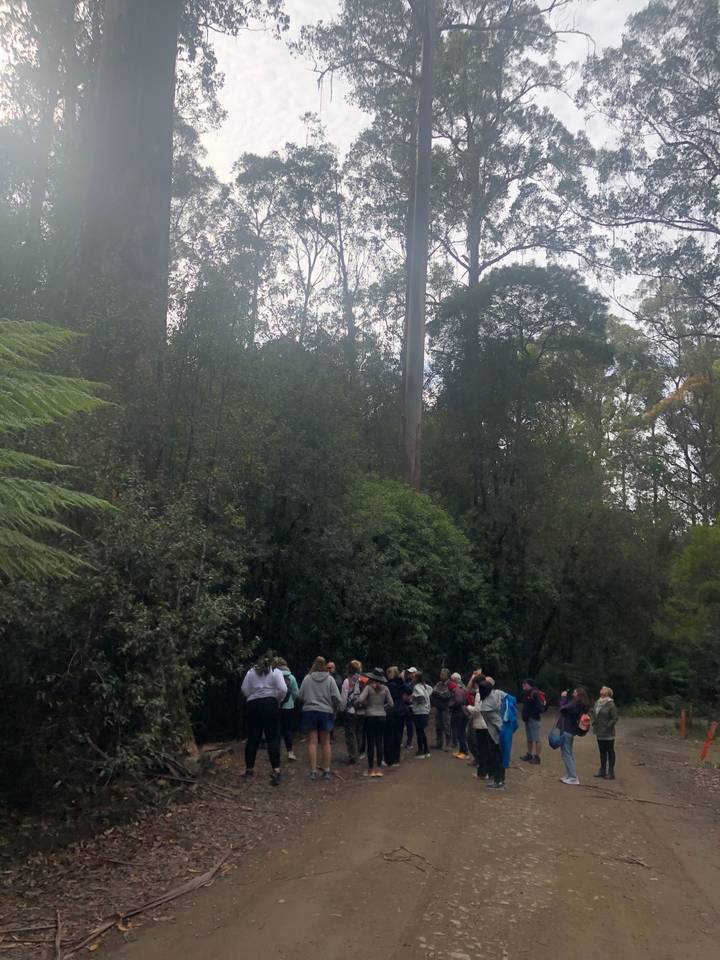 Groupe de personnes marchant dans une zone forestière.