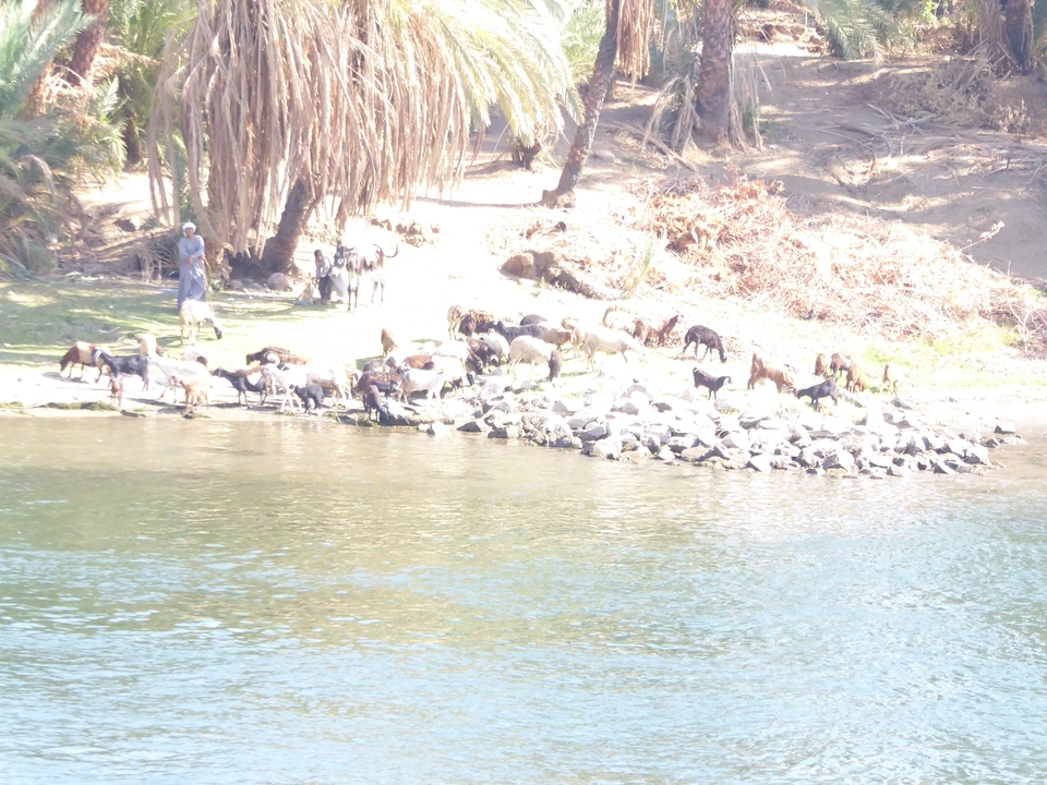 Image surexposée de chèvres au bord de la rivière