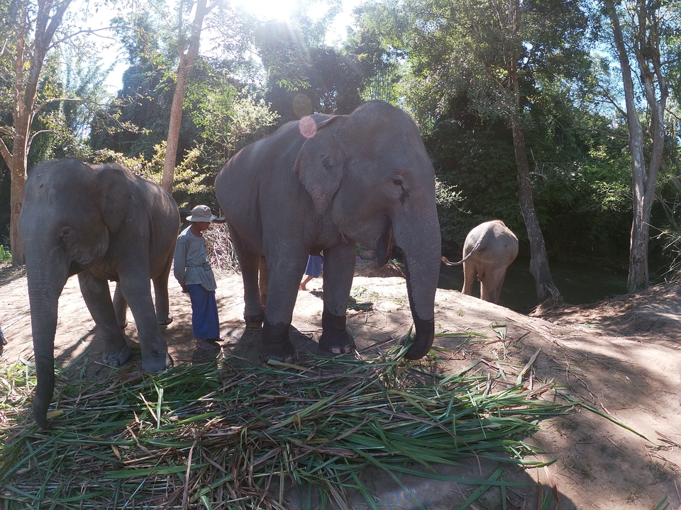 Elephants and people in a forest setting.