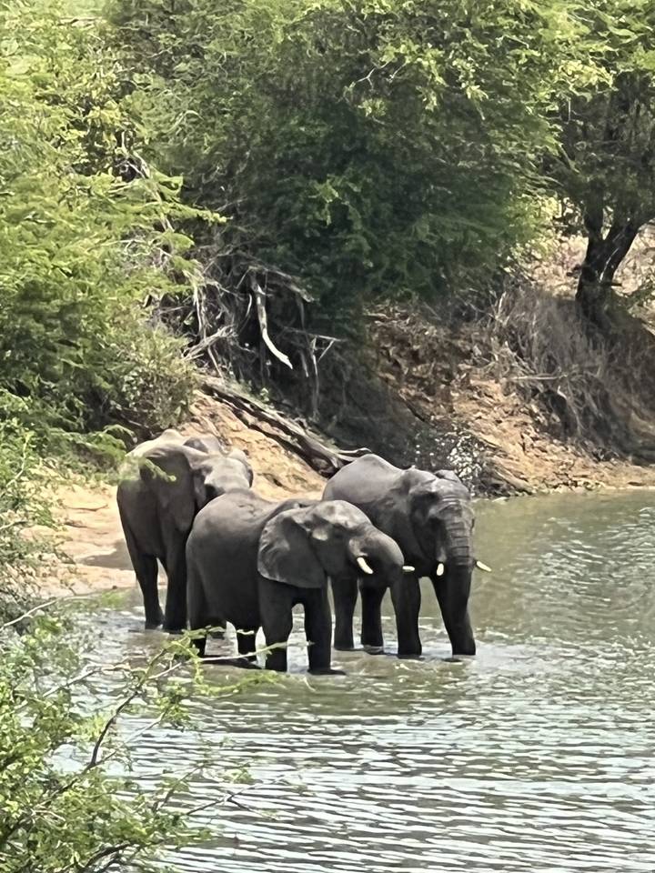 Des éléphants debout dans une rivière au milieu d'un environnement forestier.