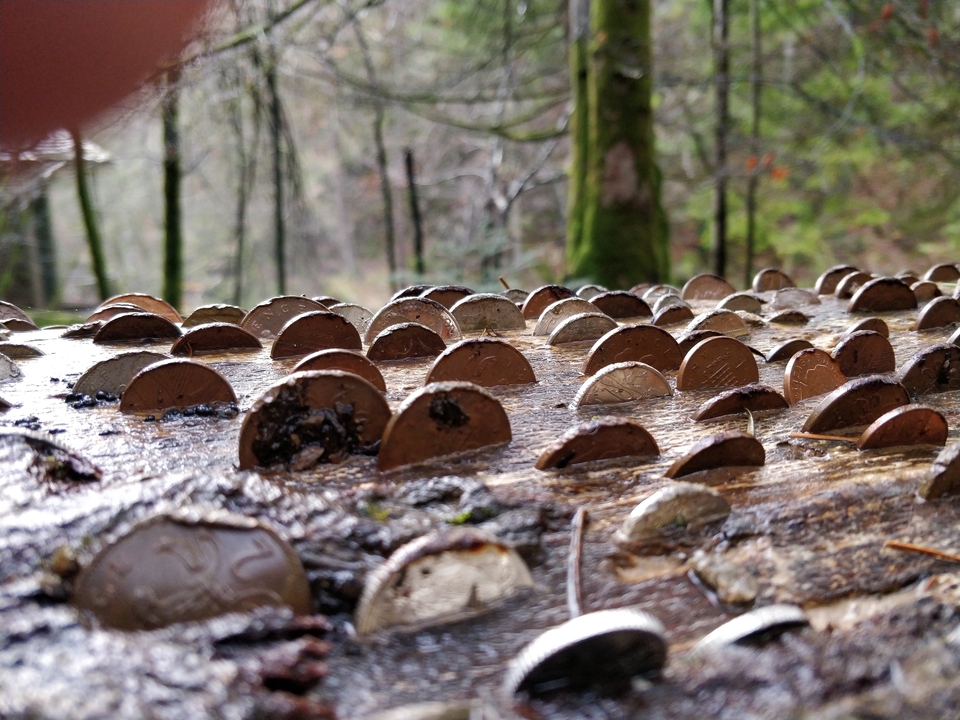Coins inserted into a wooden surface.