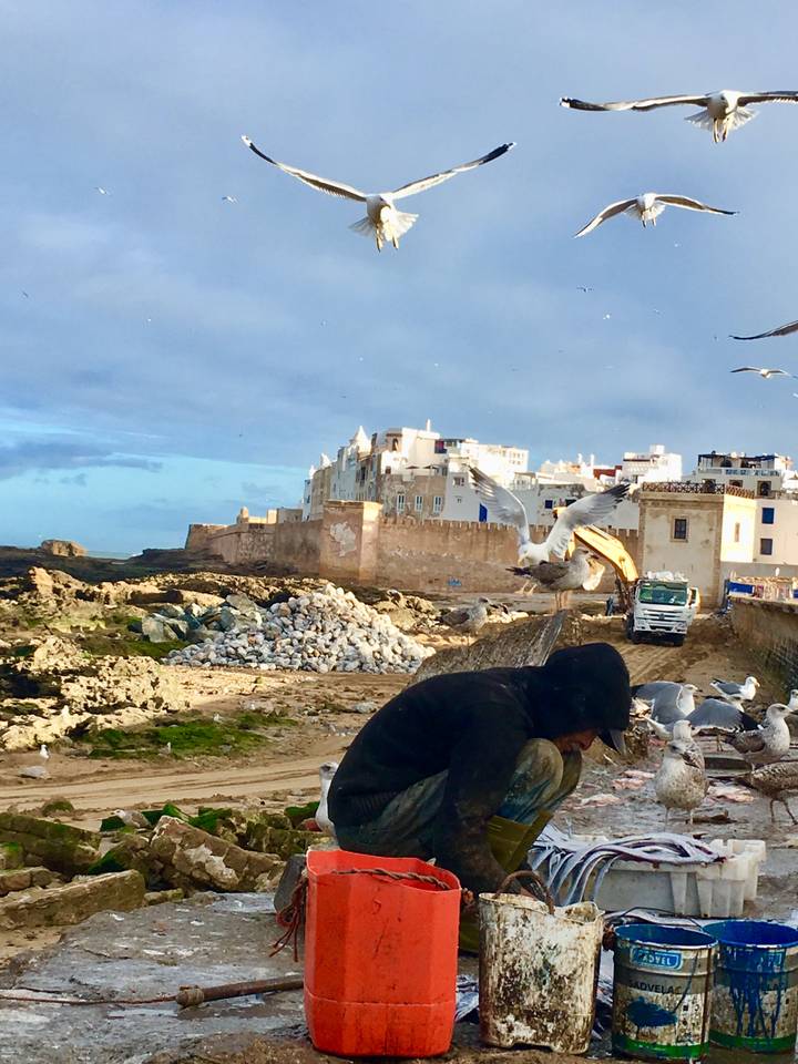 Seaside town with historic walls and seagulls in flight.