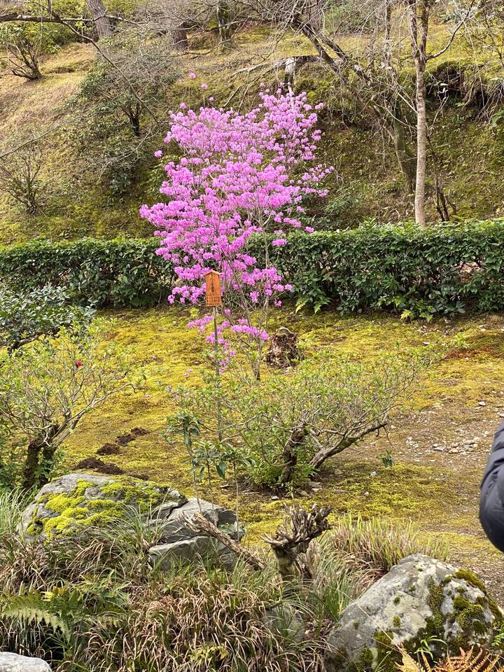 Fleurs roses éclatantes sur un arbre dans un jardin.