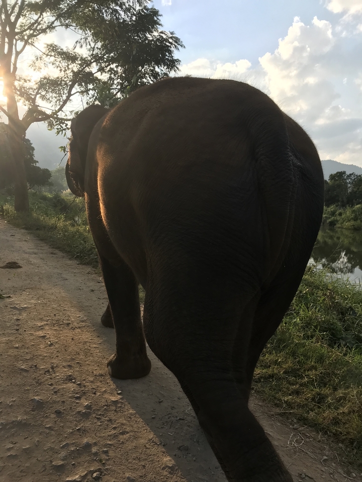 Éléphant marchant le long d'un sentier de terre