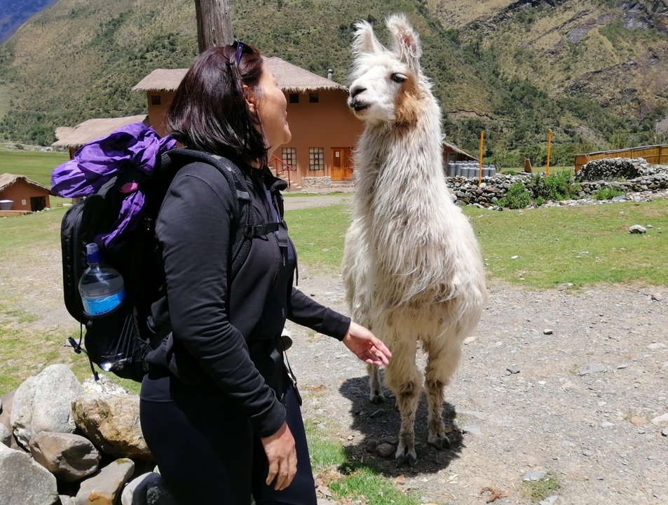 Personne interagissant avec un lama près d'un environnement rural.