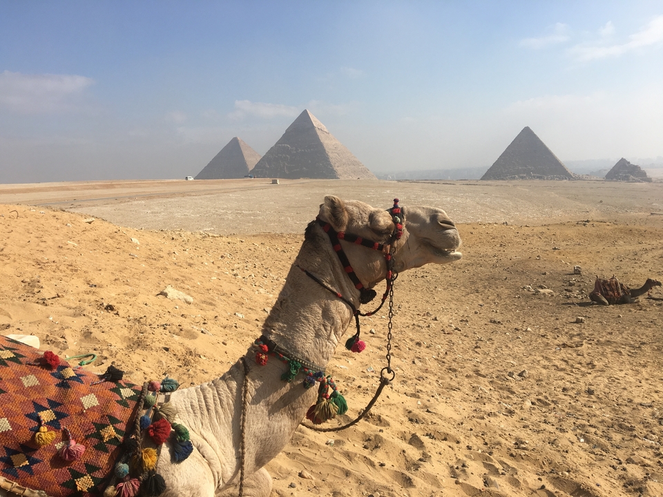 Chameau devant les Pyramides de Gizeh.