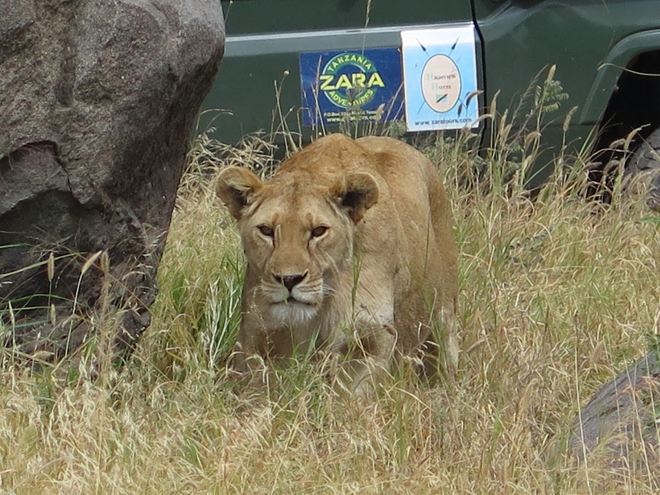 Lionne dans l'herbe regardant vers la caméra, avec un véhicule de safari en arrière-plan.