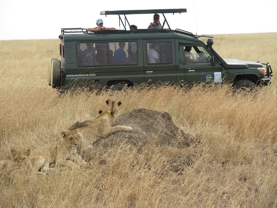 Safari en jeep touristique avec des lions se reposant sur un monticule dans la savane.