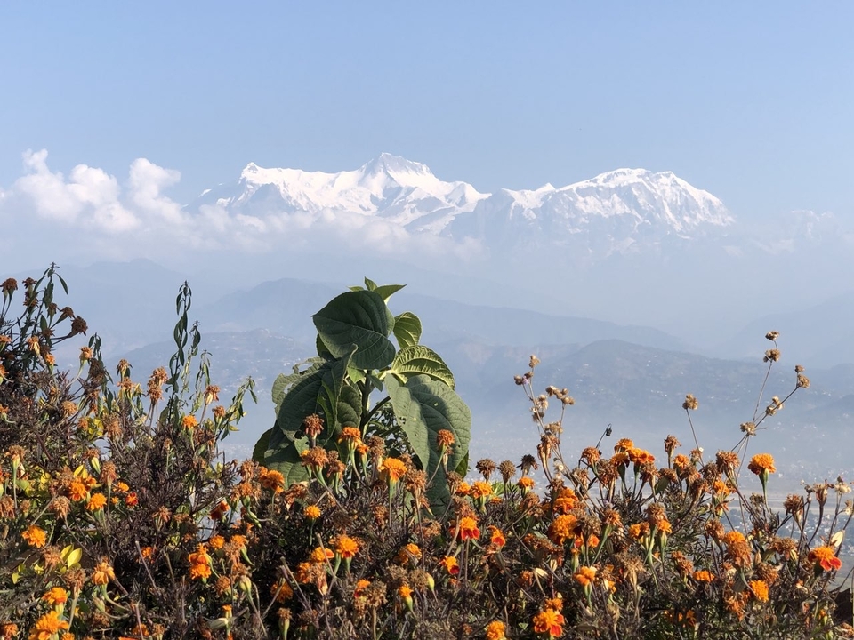 Des montagnes enneigées au loin avec des fleurs colorées au premier plan.