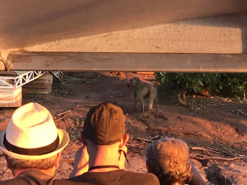 Groupe de personnes observant un babouin à distance.