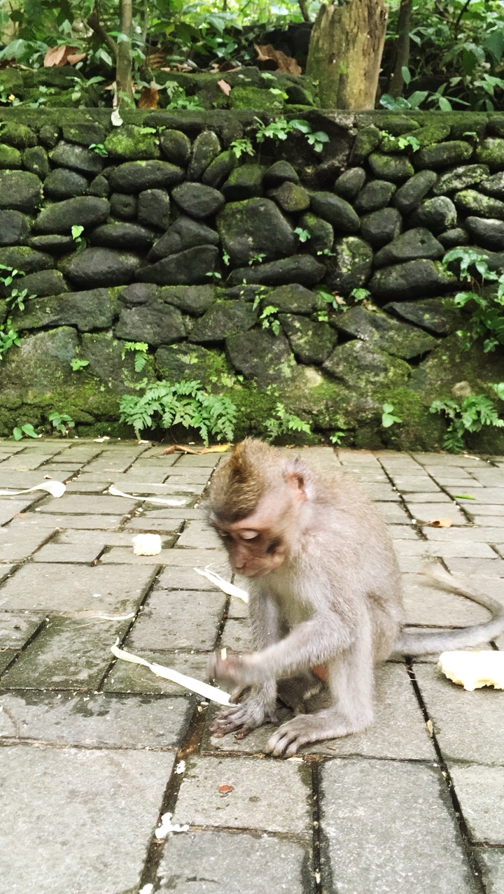Singe assis près d'un sentier de pierre sur un fond de verdure.