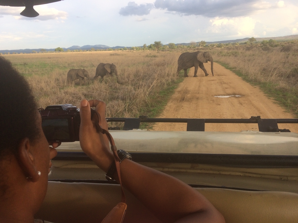 Une personne photographiant des éléphants depuis un véhicule de safari.