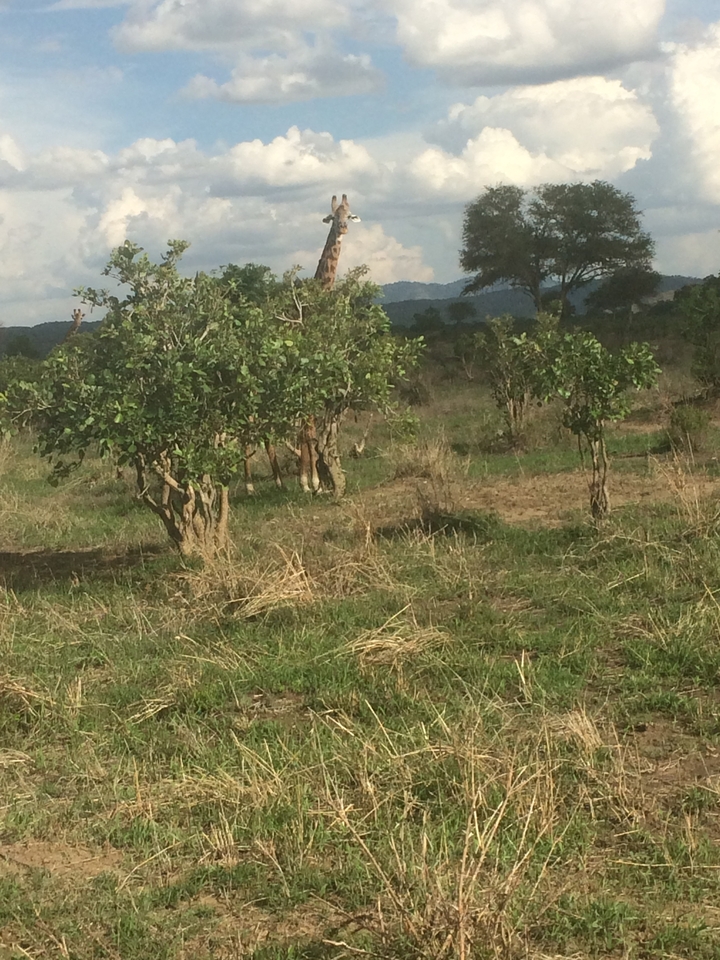 Arbres et buissons épars dans un champ herbeux.