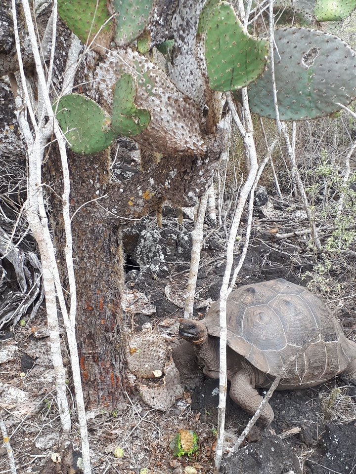 Tortue géante parmi des arbres clairsemés.