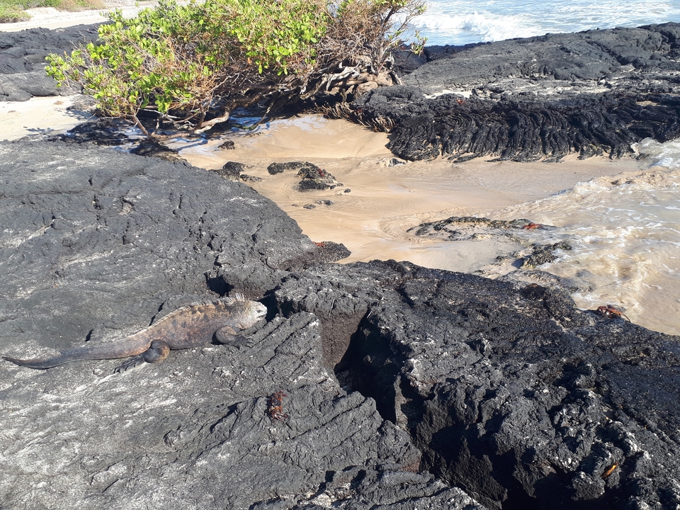 Iguane sur des rivages rocheux avec des vagues.