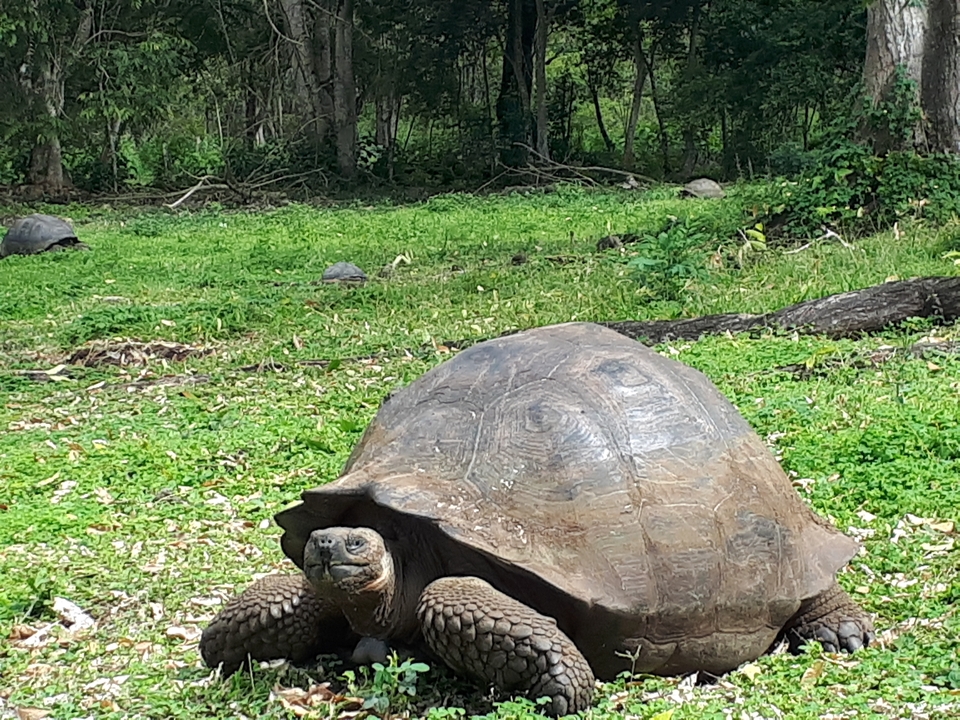 Une tortue géante marchant sur l'herbe.