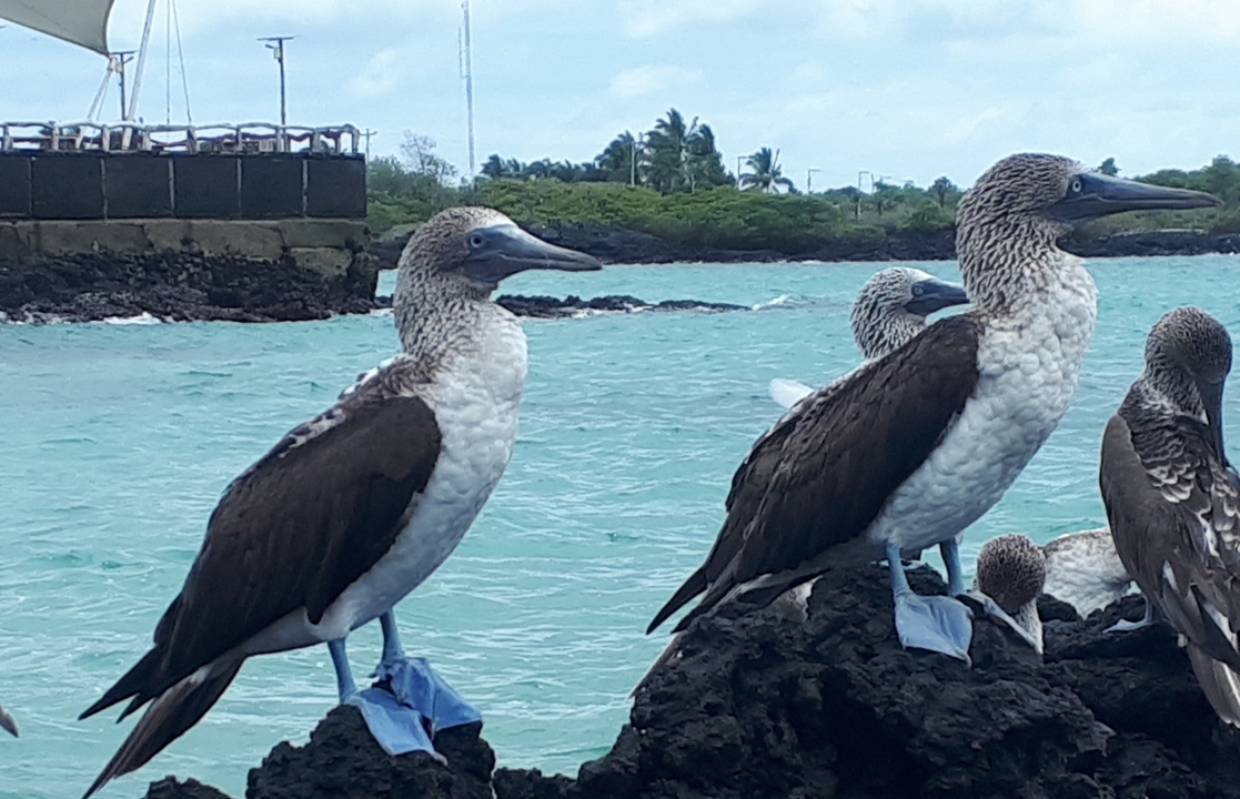 Des fous à pieds bleus au bord de mer.