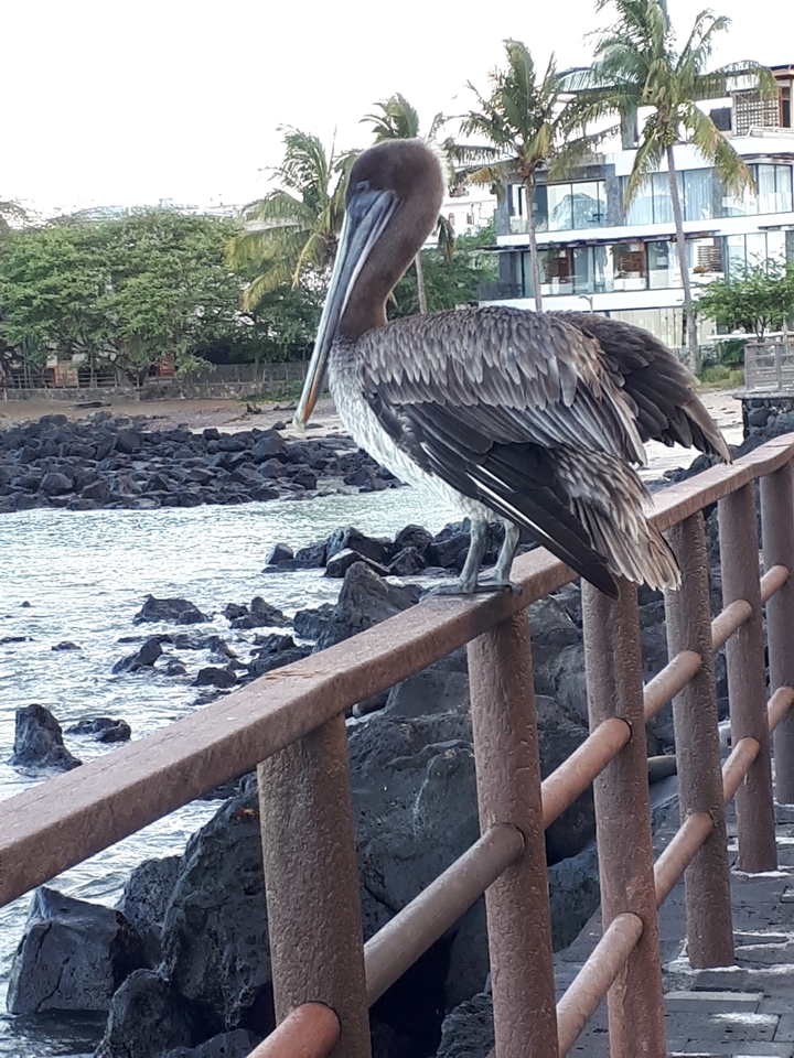 Un pélican qui se repose sur une clôture près du rivage.