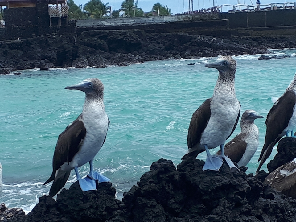 Fous à pieds bleus sur des rivages rocheux avec des eaux bleues.