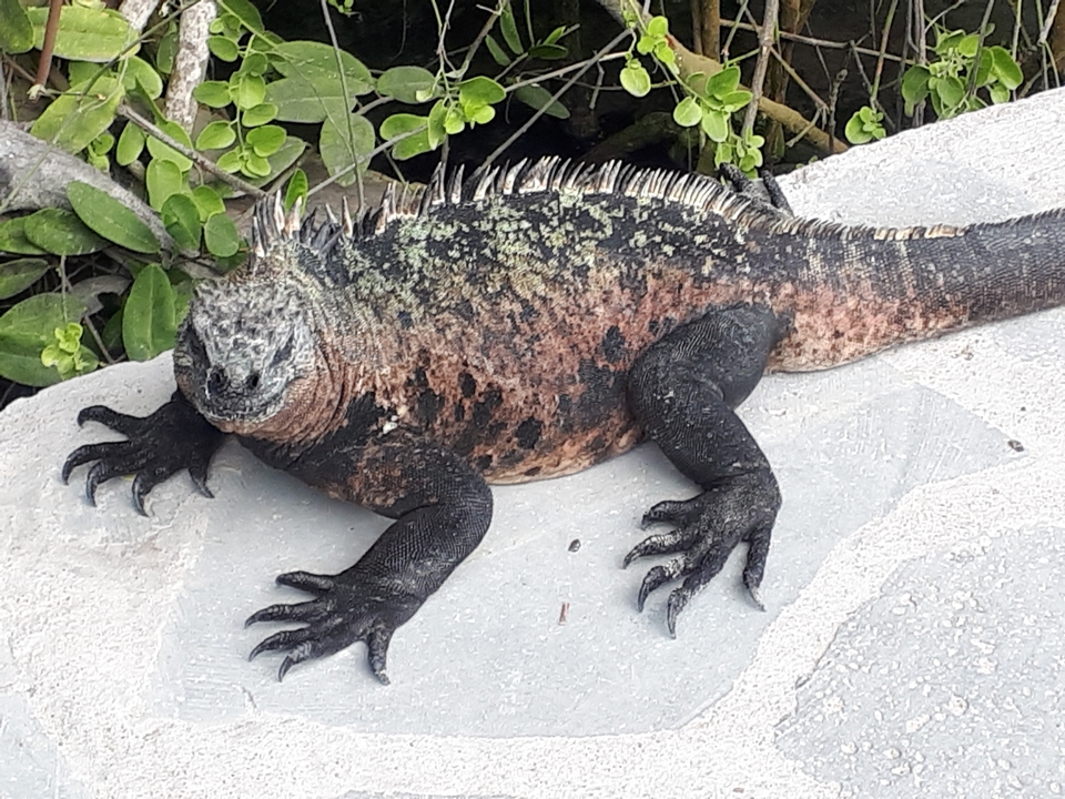 Un iguane marin se reposant au sol.