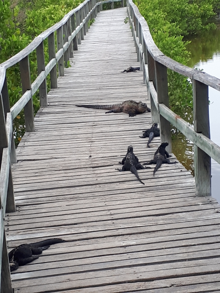 Iguanes marins se prélassant sur une passerelle en bois.