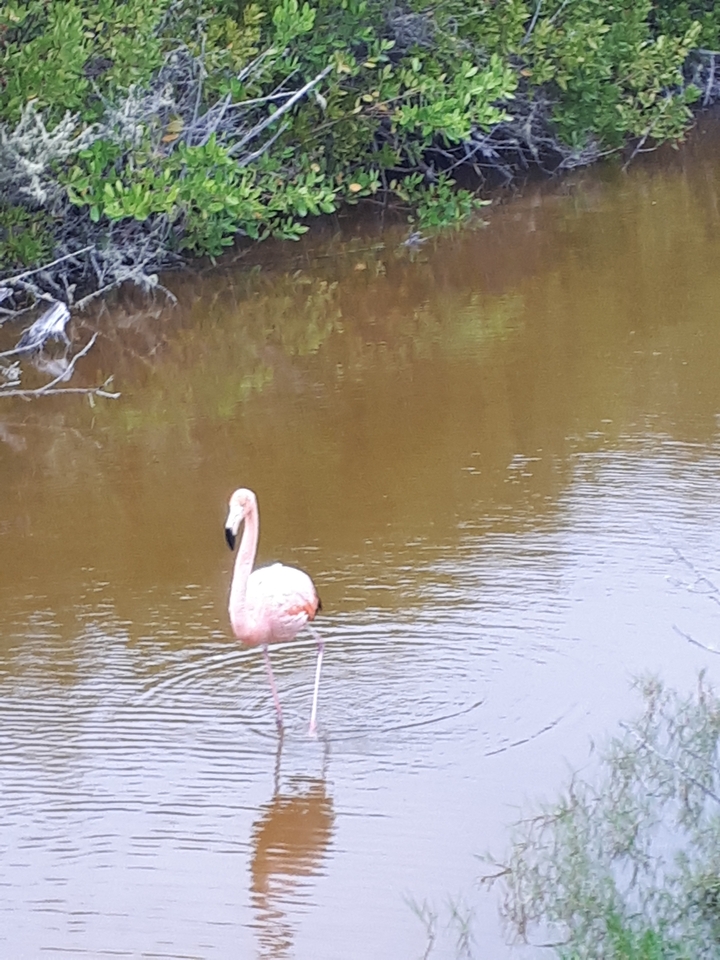 Un flamant rose solitaire debout dans un étang boueux.