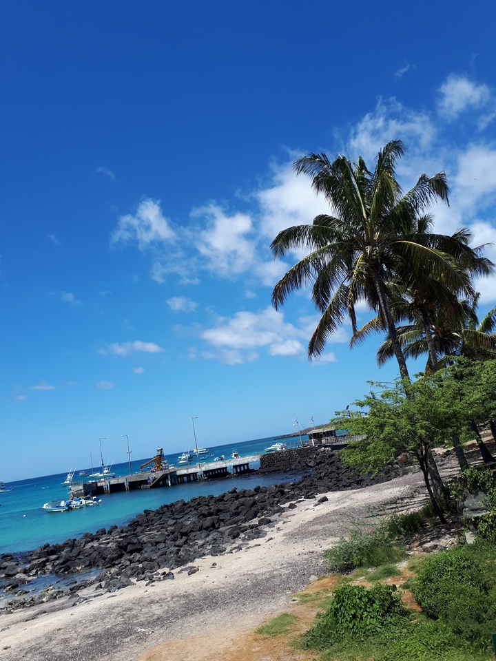 Des palmiers et une plage avec des bateaux dans l'océan.