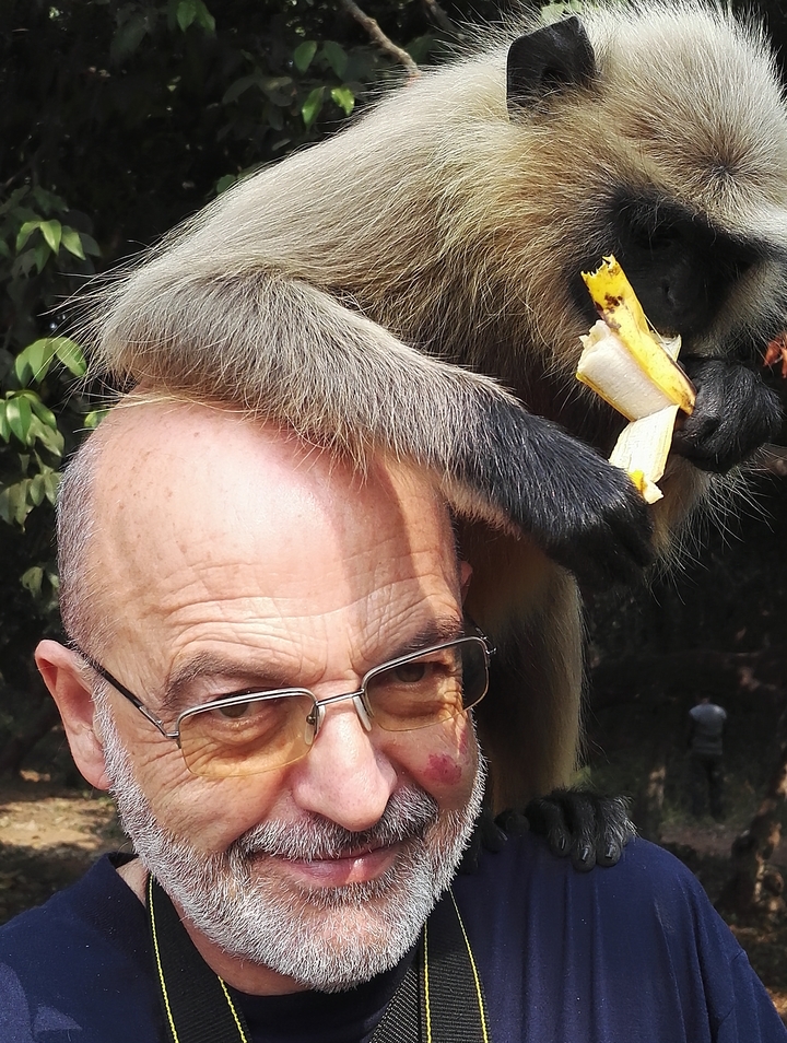 Singe assis sur la tête d'un homme et mangeant une banane.