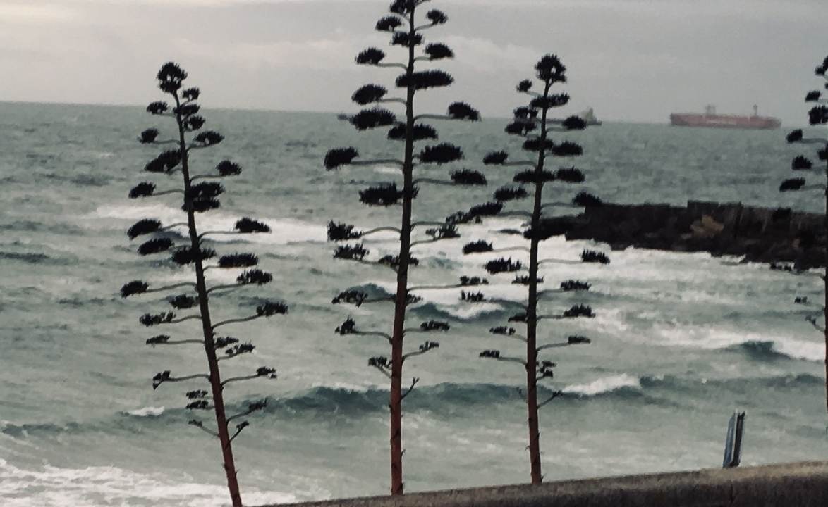 Coastal view with waves and a distant ship seen through unusual trees.