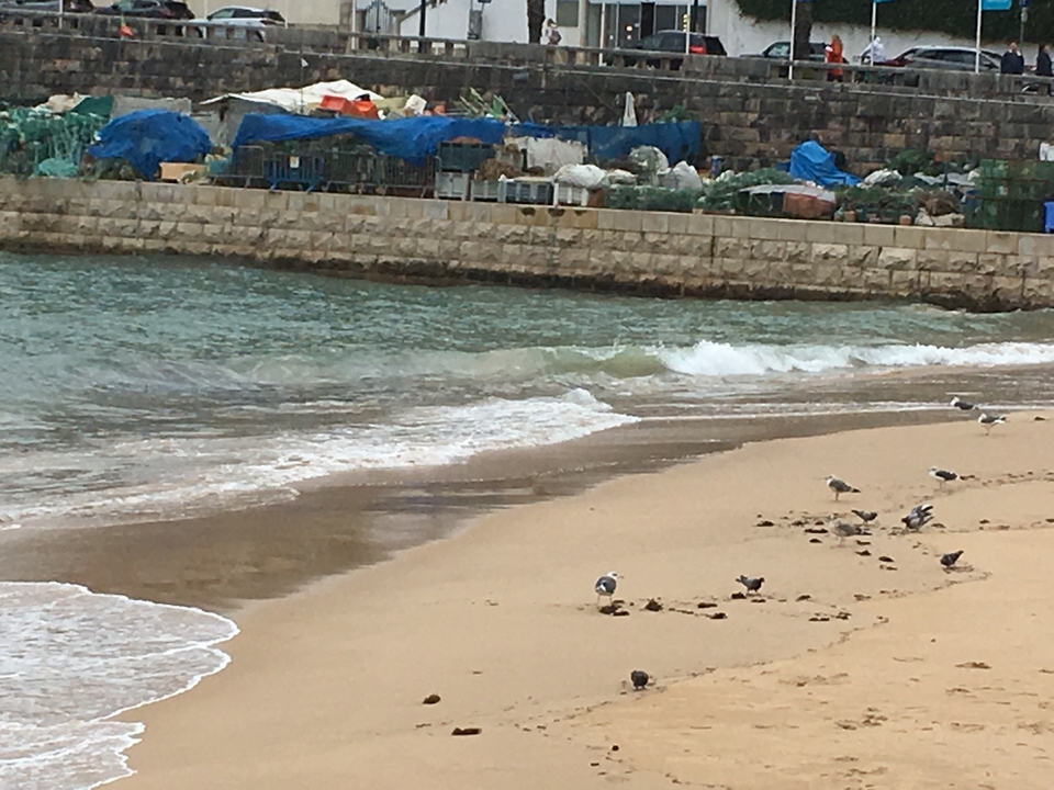 Sandy beach with small shorebirds and rocky breakwater.