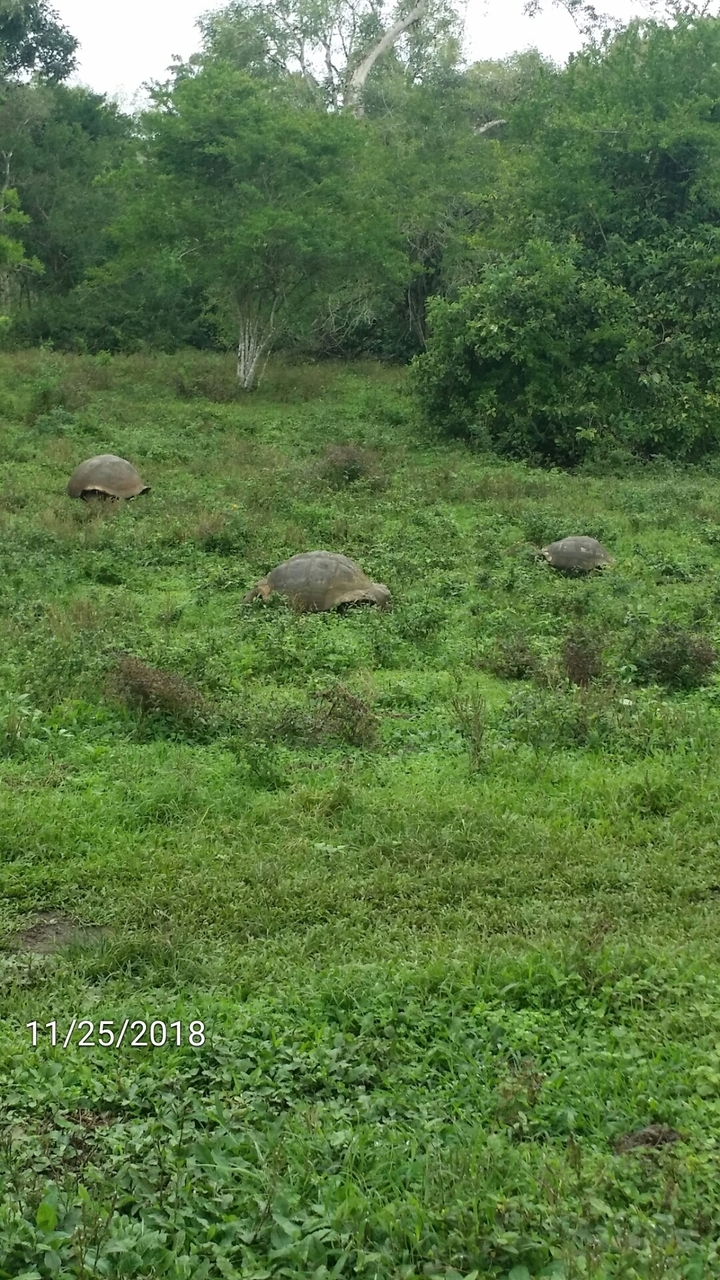 Des tortues géantes qui paissent dans un champ vert.