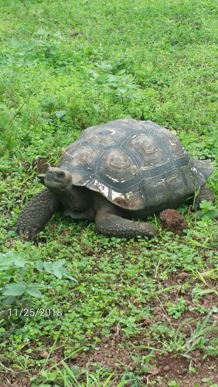 Gros plan d'une tortue géante sur l'herbe.