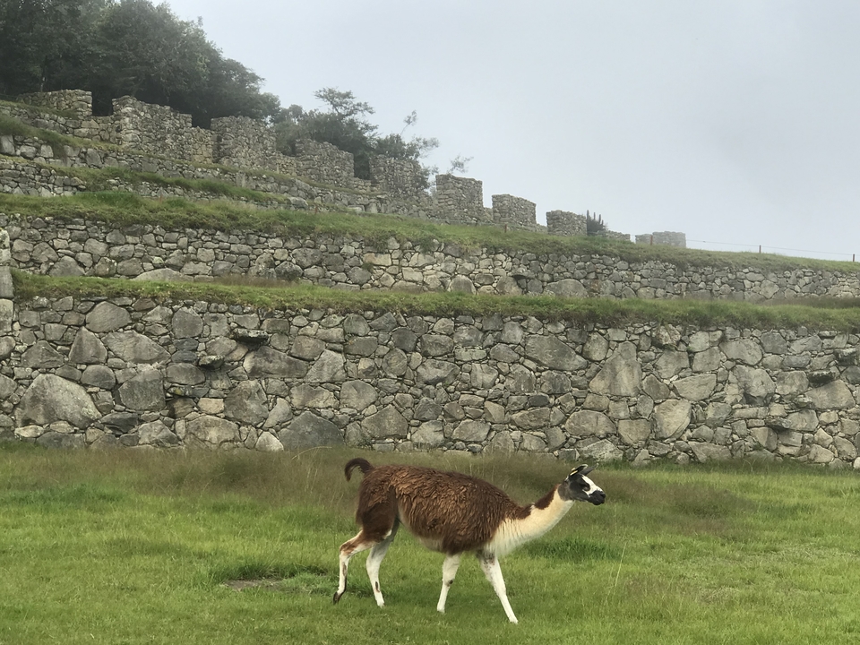 A llama grazing in front of stone terraces.