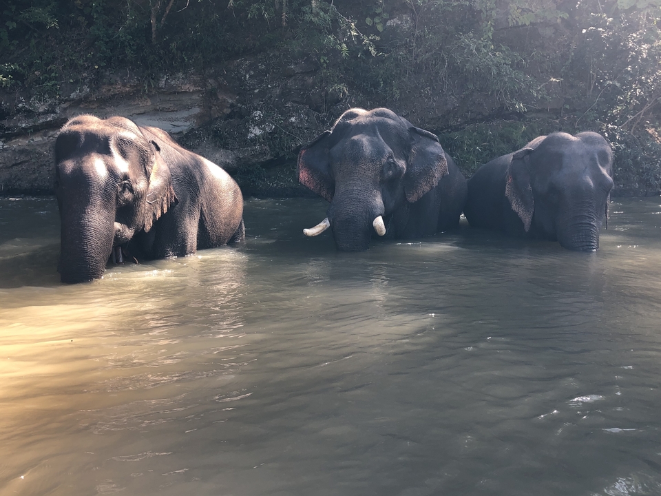 Trois éléphants dans une rivière avec un arrière-plan de forêt luxuriante.