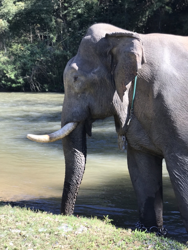 Gros plan d'un éléphant avec des défenses près d'une rivière.