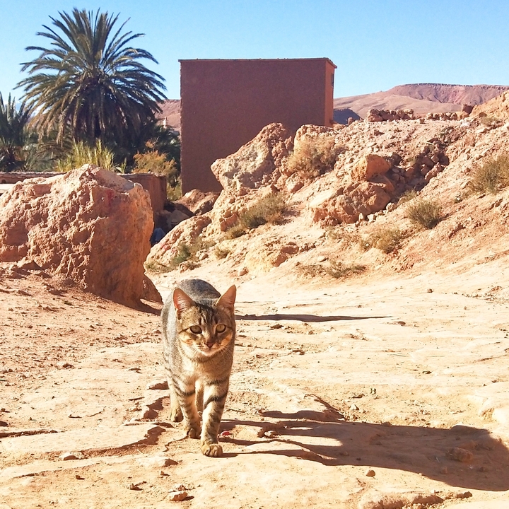 Chat marchant dans un environnement désertique rocheux.
