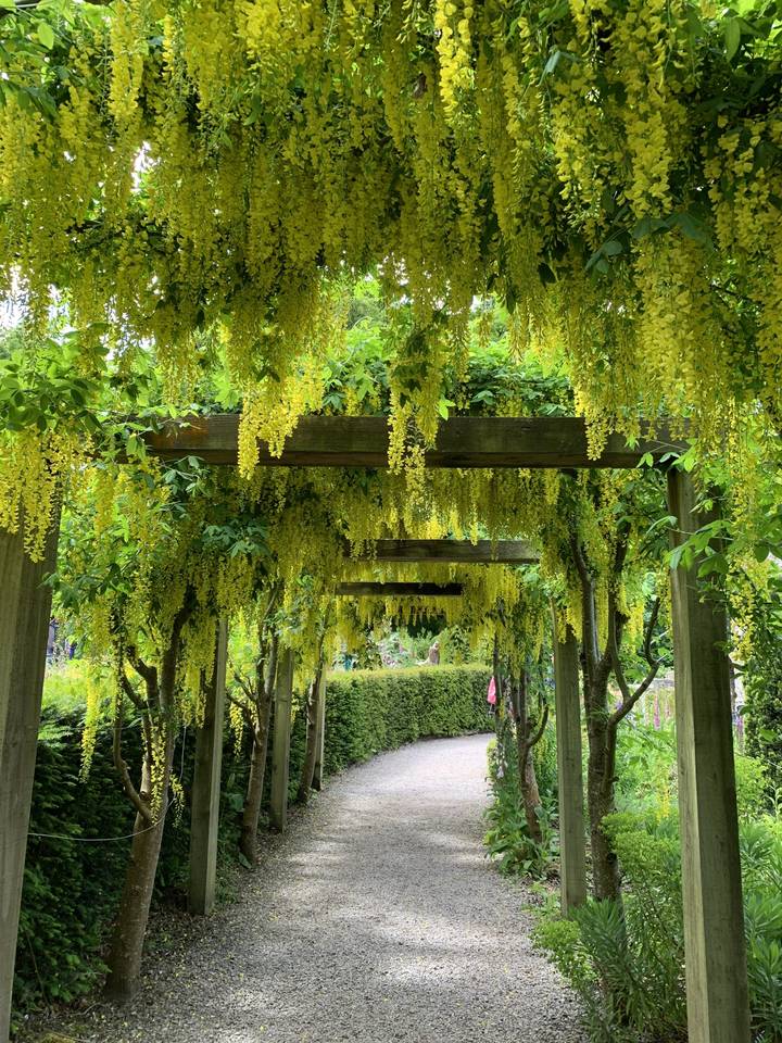 A pergola covered with yellow flowering plants.