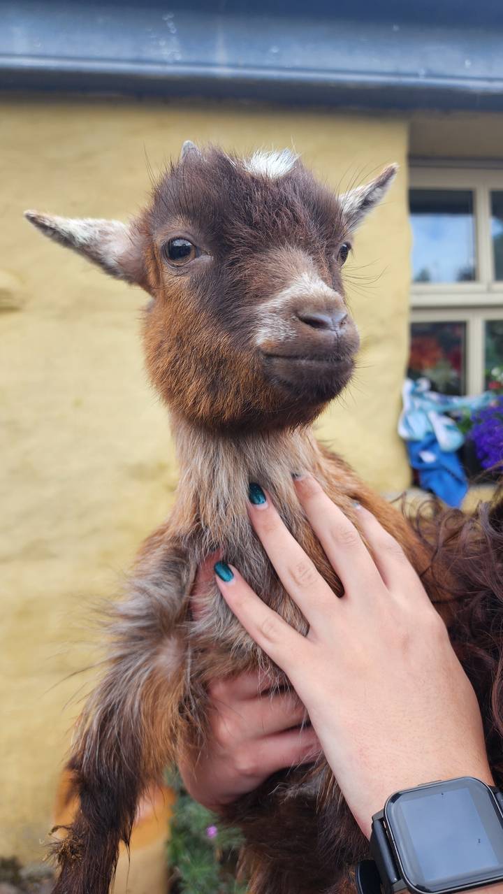 Gros plan d'une chèvre tenue par une personne.