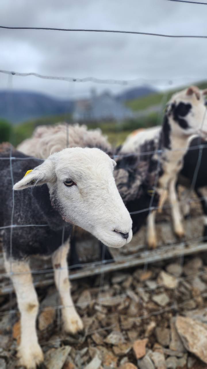Gros plan d'un mouton derrière une clôture.
