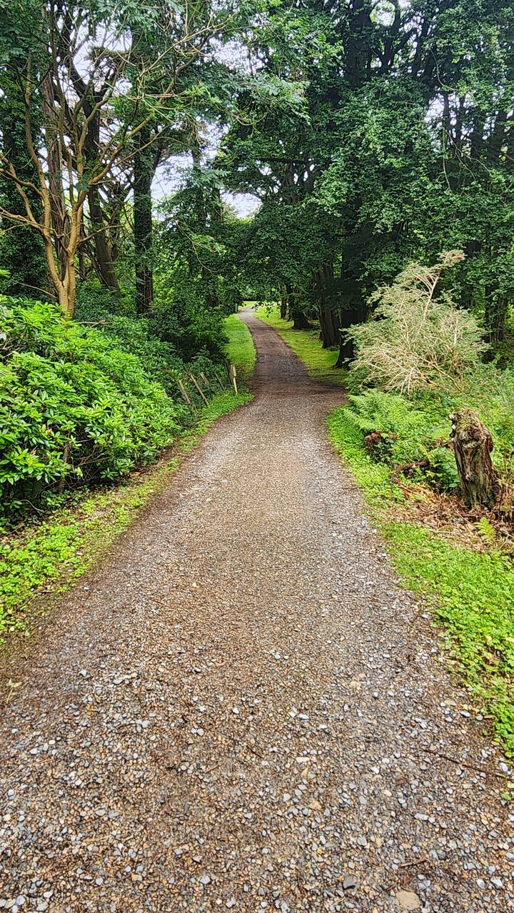 Sentier entouré de verdure dans un parc.