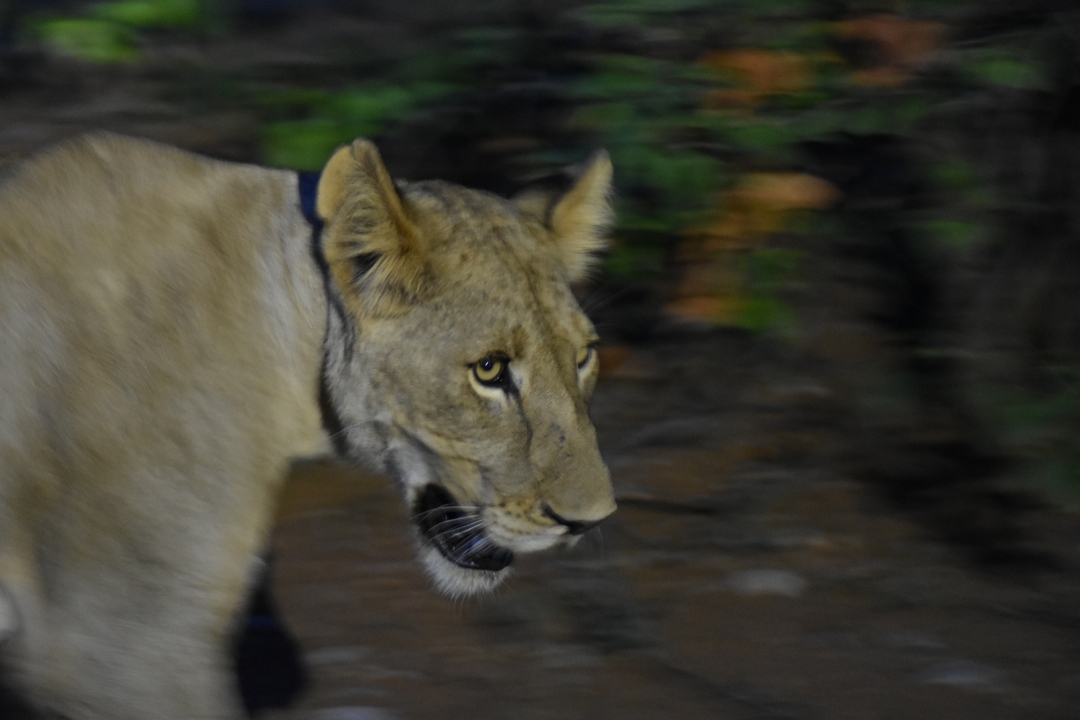 Un lion se déplaçant la nuit, légèrement flou.