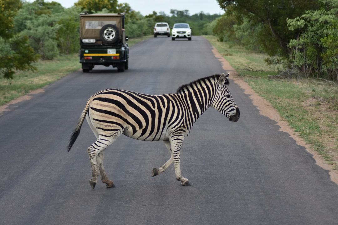 Un zèbre traversant une route avec des voitures garées.