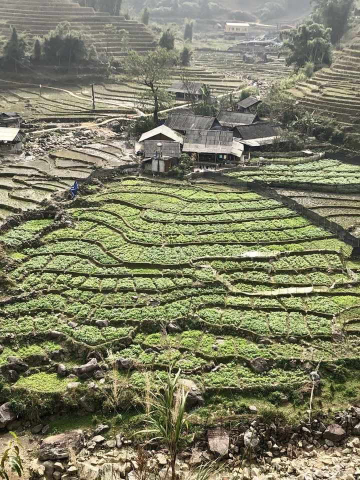 Rizières en terrasses avec une végétation luxuriante.