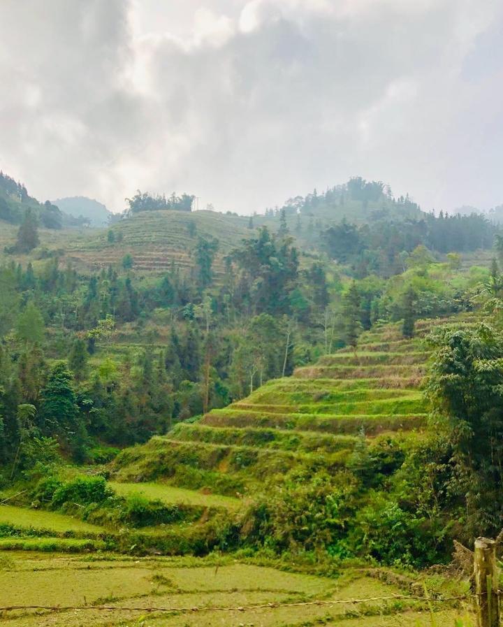 Champs en terrasses avec une végétation dense.