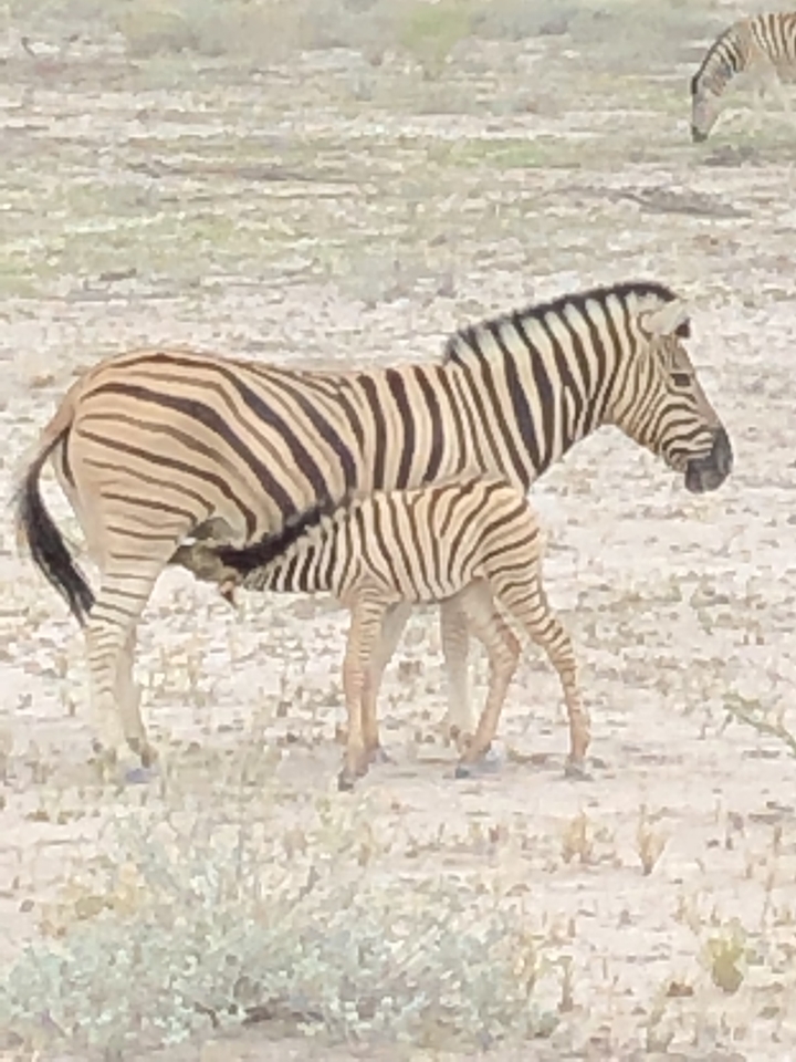 Zèbre et poulain dans un cadre naturel aride.