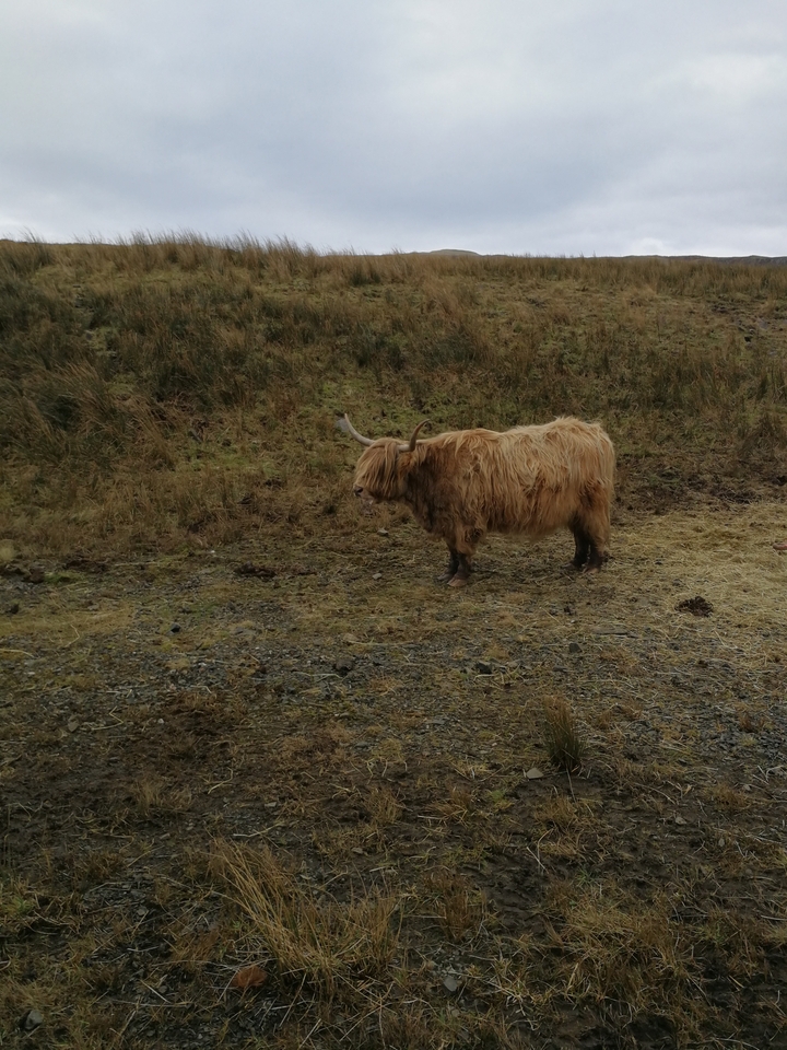 Highland cow standing on a grassy field.