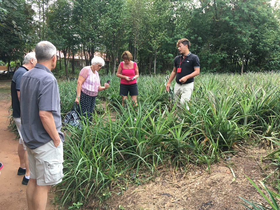 Visite de groupe d'une plantation d'ananas.
