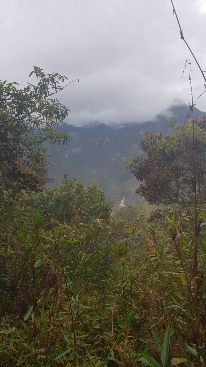 Végétation dense avec des montagnes en arrière-plan.