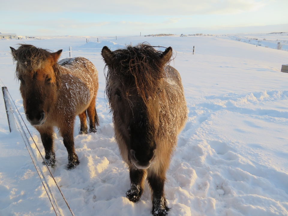 Des chevaux islandais debout dans la neige.