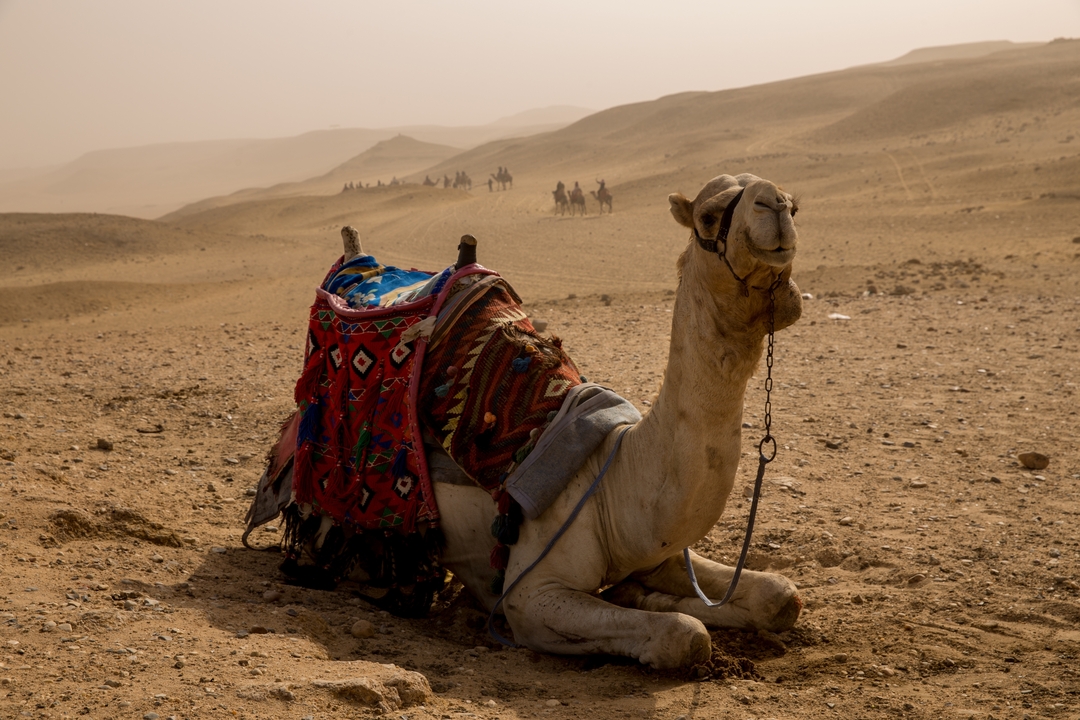 Un chameau couché dans le désert avec des cavaliers au loin.